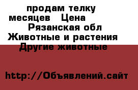 продам телку 17 месяцев › Цена ­ 50 000 - Рязанская обл. Животные и растения » Другие животные   